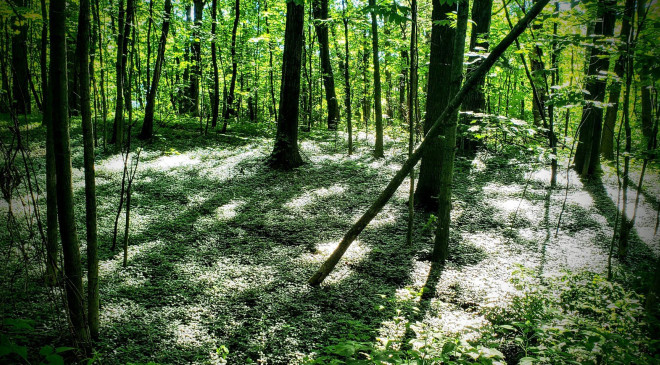 GreenUtica F.T. Proctor Park