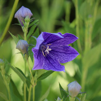 Green Utica Seasonal Flowers Balloon Flower