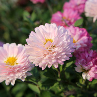 Green Utica Seasonal Flowers Chrysanthemum