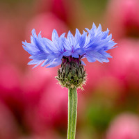 Green Utica Seasonal Flowers Cornflower