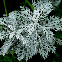 Green Utica Seasonal Flowers Dusty Miller