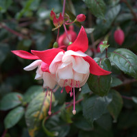 Green Utica Seasonal Flowers Fuchsia