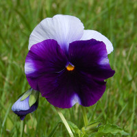 Green Utica Seasonal Flowers Fall Pansy