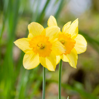 Green Utica Seasonal Flowers Daffodils