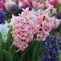 Green Utica Seasonal Flowers Hyacinths