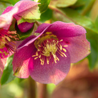 Green Utica Seasonal Flowers Lenten Rose