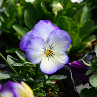 Green Utica Seasonal Flowers Pansy