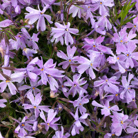 Green Utica Seasonal Flowers Phlox