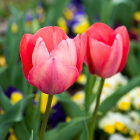 Green Utica Seasonal Flowers Tulips