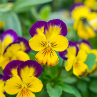 Green Utica Seasonal Flowers Viola