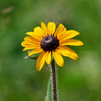 Green Utica Seasonal Flowers Black Eyed Susan