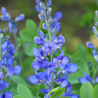 Green Utica Seasonal Flowers Blue False Indigo