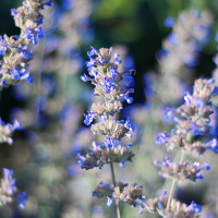 Green Utica Seasonal Flowers Cat Mint