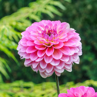 Green Utica Seasonal Flowers Dahlia