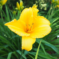 Green Utica Seasonal Flowers Day Lily