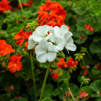 Green Utica Seasonal Flowers Geranium