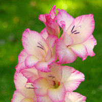 Green Utica Seasonal Flowers Gladiola