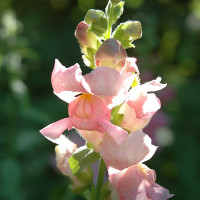 Green Utica Seasonal Flowers Snapdragon