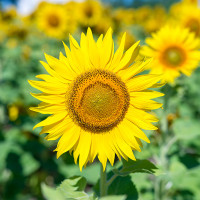 Green Utica Seasonal Flowers Sunflower