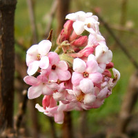 Green Utica Seasonal Flowers Bodnant Viburnum