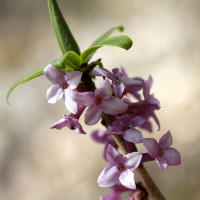 Green Utica Seasonal Flowers February Daphne