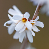 Green Utica Seasonal Flowers White Forsythia