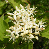 Green Utica Seasonal Flowers Winter Beauty