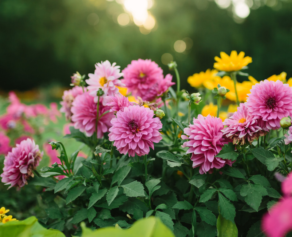 GreenUtica Seasonal Flowers