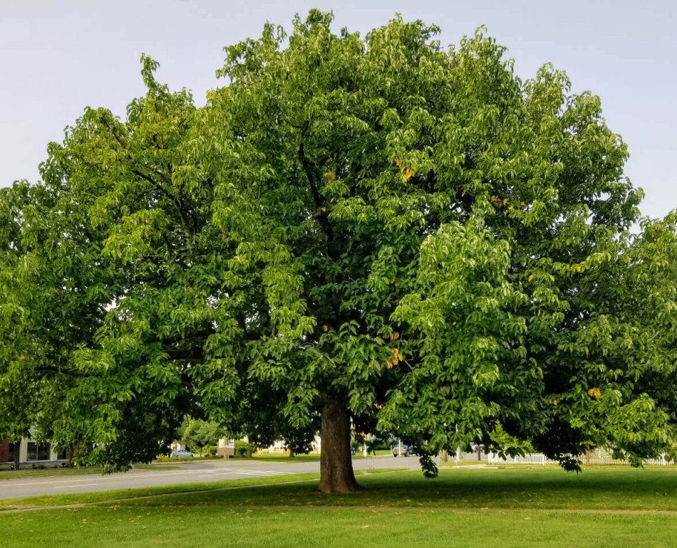 GreenUtica Magnolia Tree