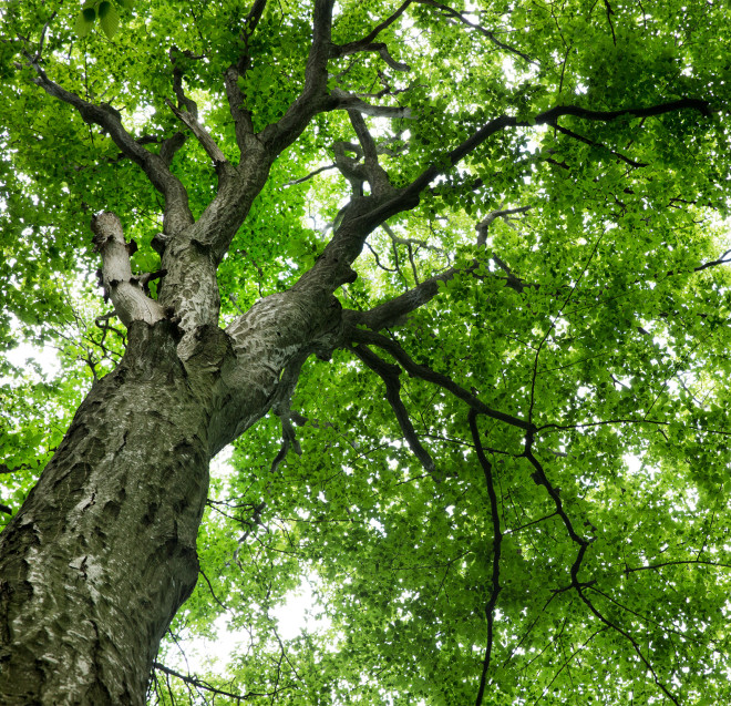 GreenUtica Tree Canopy Preservation