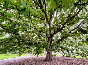 GreenUtica Magnolia Tree