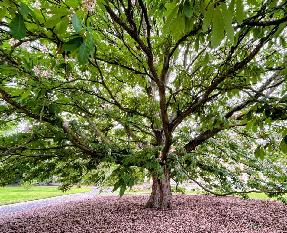 GreenUtica Magnolia Tree