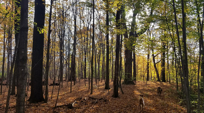 GreenUtica Thomas R. Proctor Park