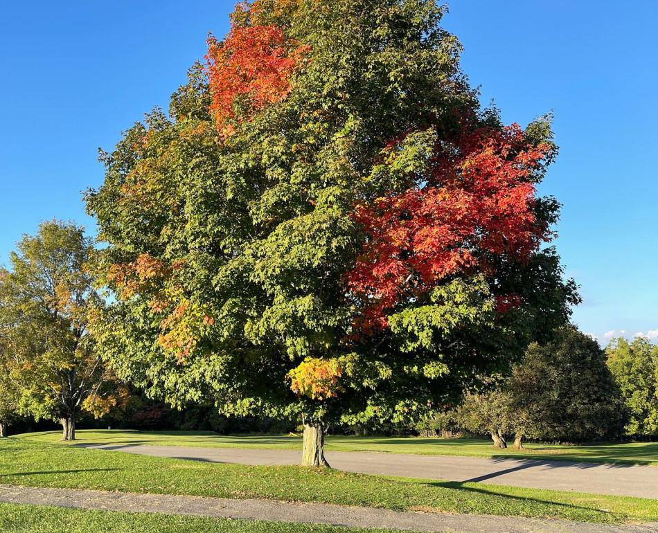 GreenUtica Roscoe Conkling Park